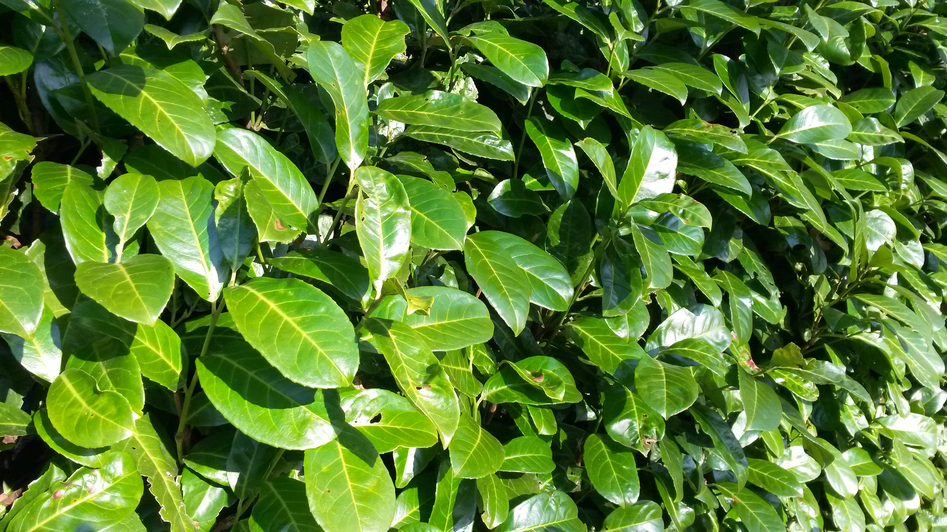 Natuurschoon