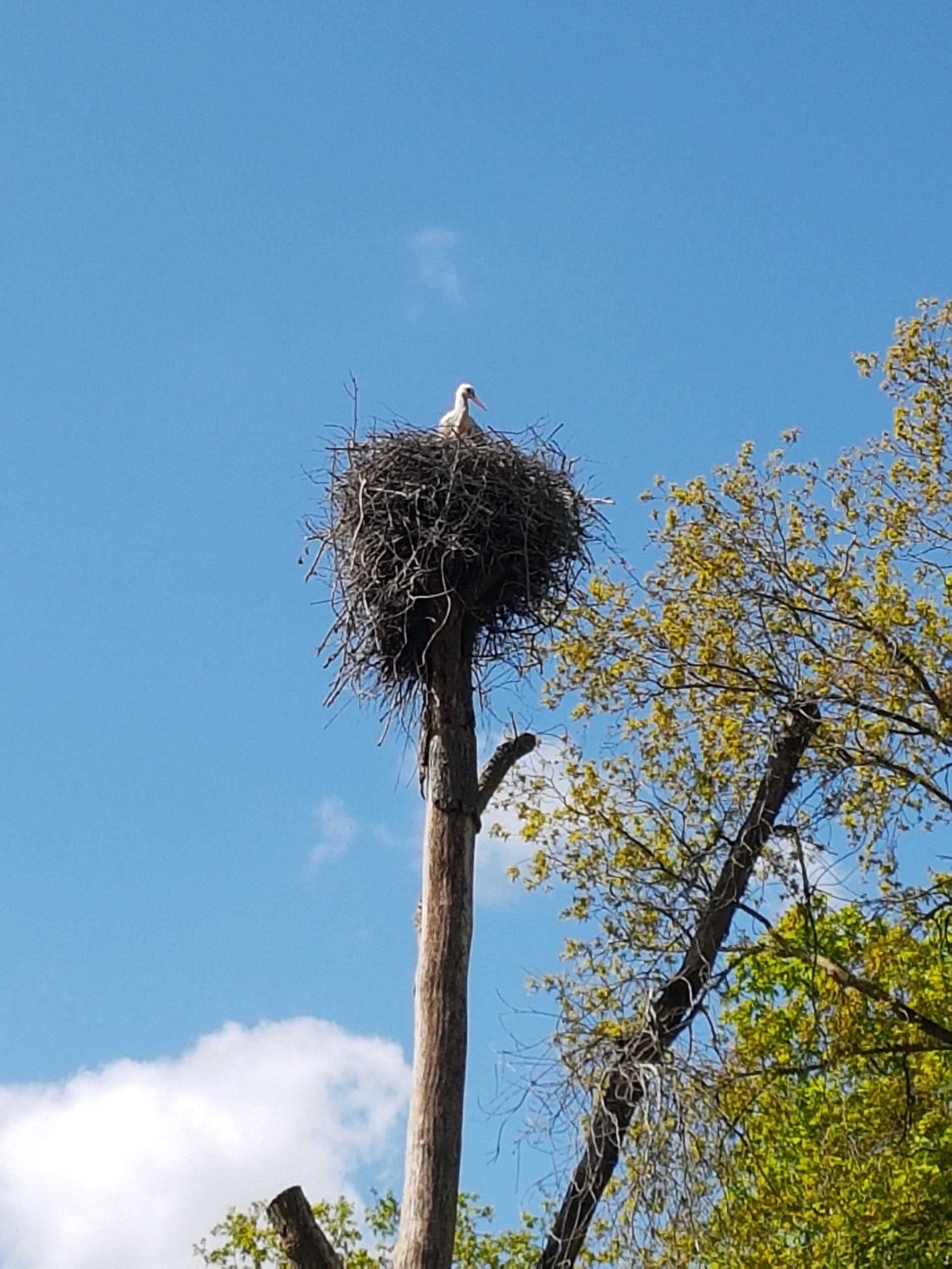 Ooievaar op nest